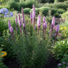 Plume du Kansas Floristan Violett, Liatris