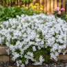 Phlox divariqué May Breeze