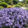 Phlox divariqué Chattahoochee