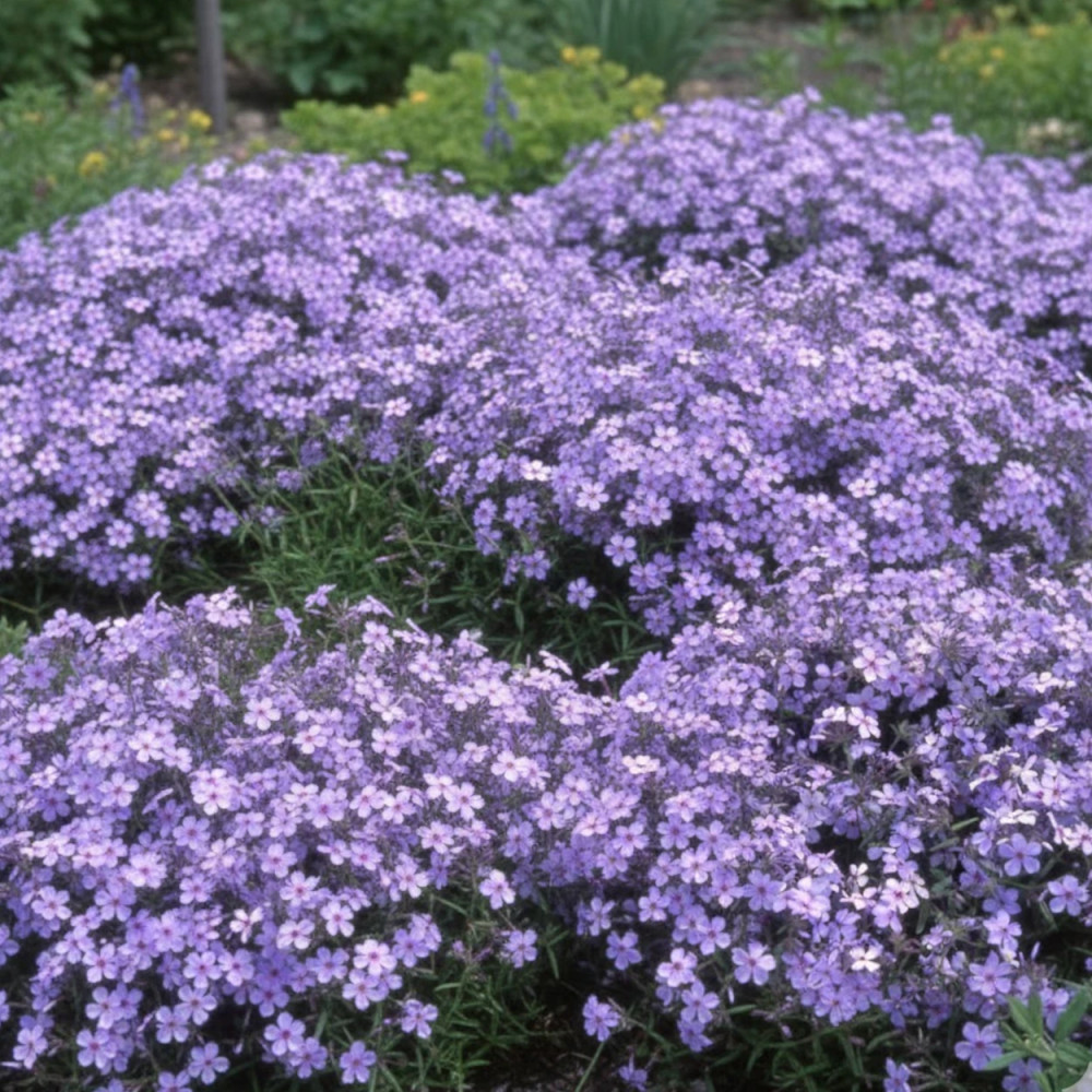 Phlox divariqué Chattahoochee