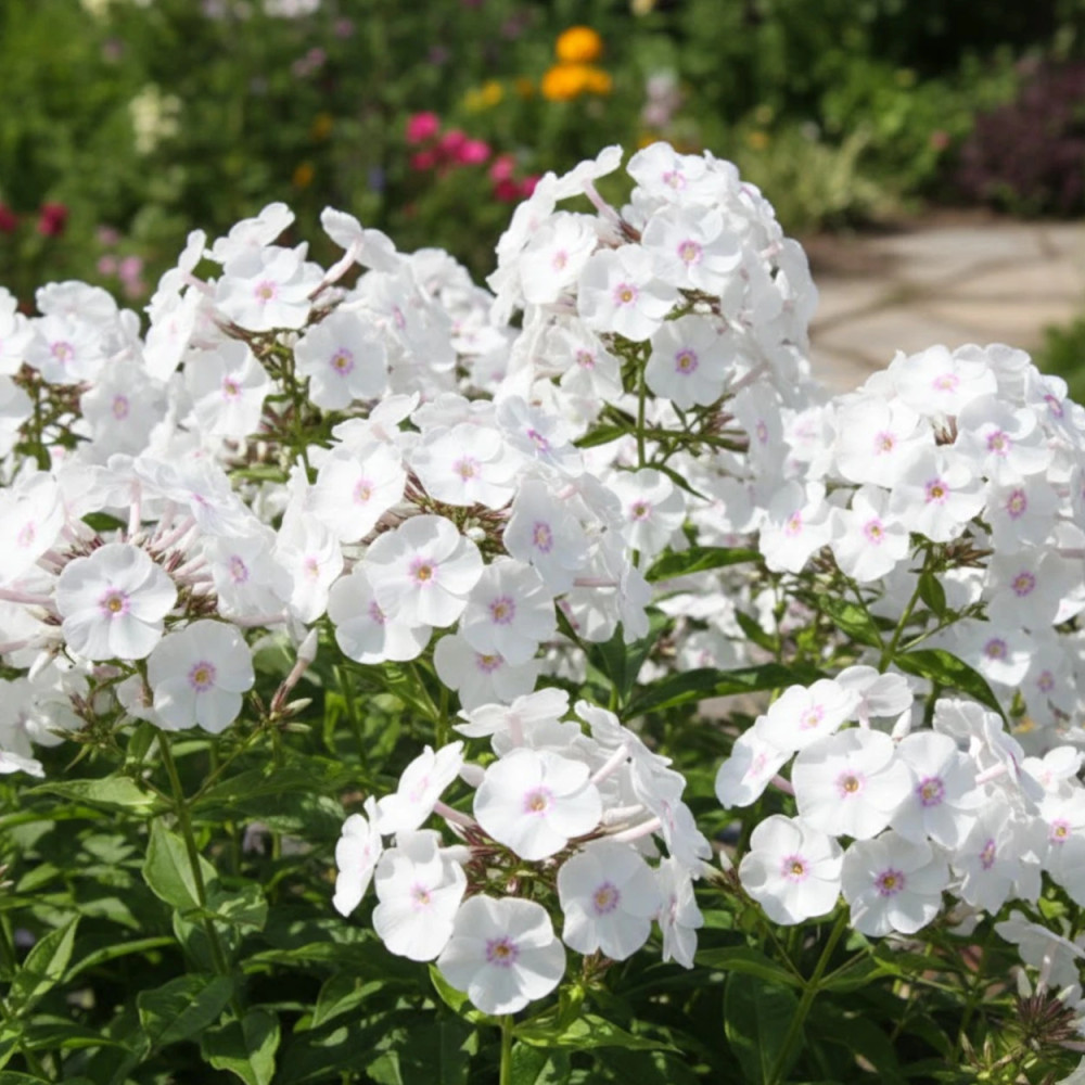 Phlox maculé Omega Phlox maculé Omega