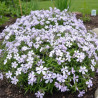 Phlox nain Benita, Phlox mousse