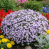 Phlox nain Lilac Cloud, Phlox mousse