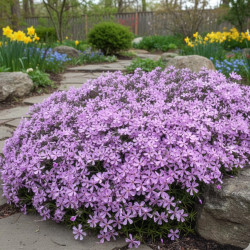 Phlox nain Moerheimii, Phlox mousse