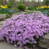 Phlox nain Moerheimii, Phlox mousse