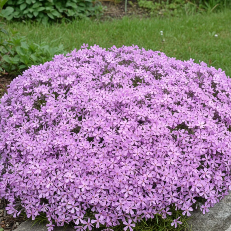 Phlox nain Moerheimii, Phlox mousse