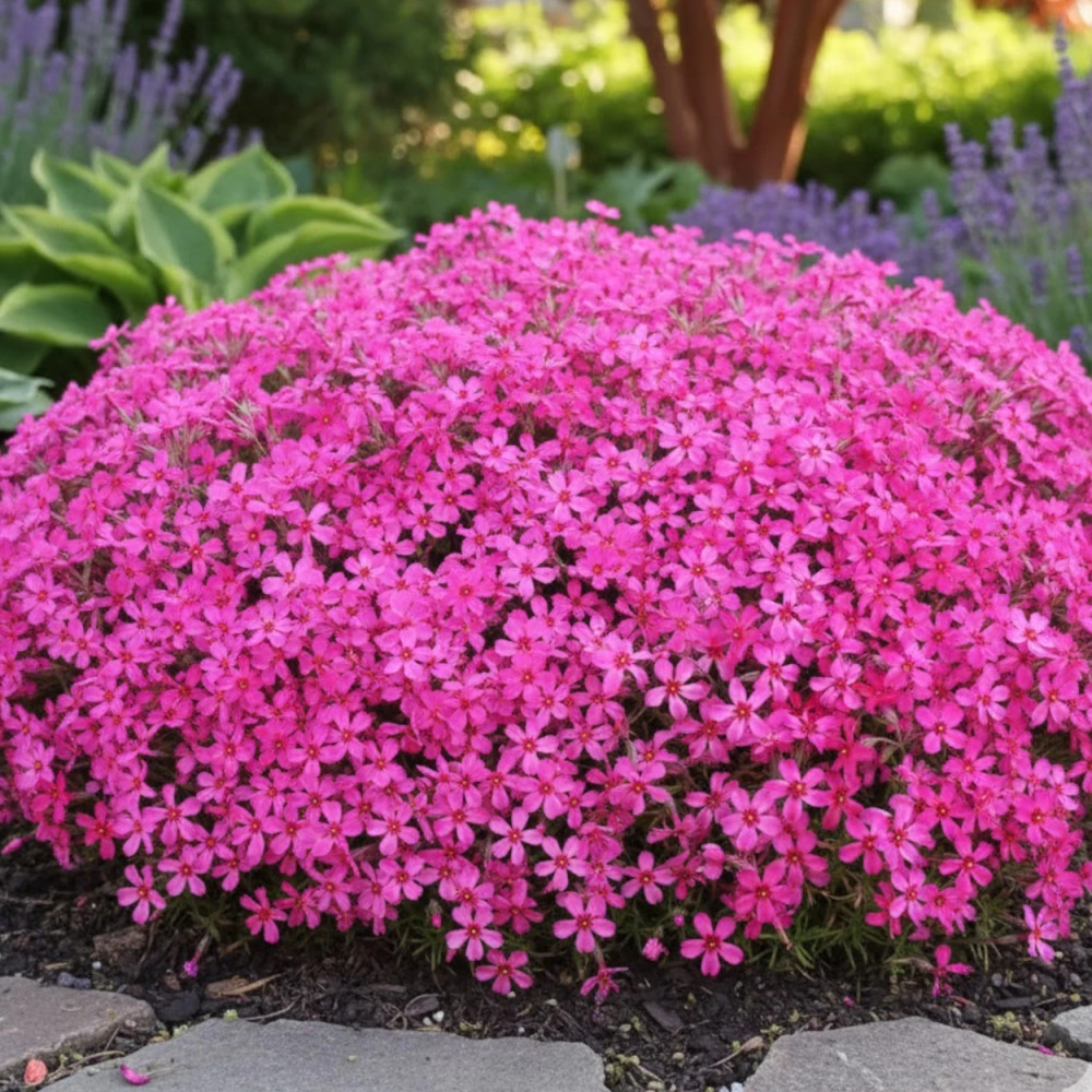 Phlox nain Scarlet Flame, Phlox mousse