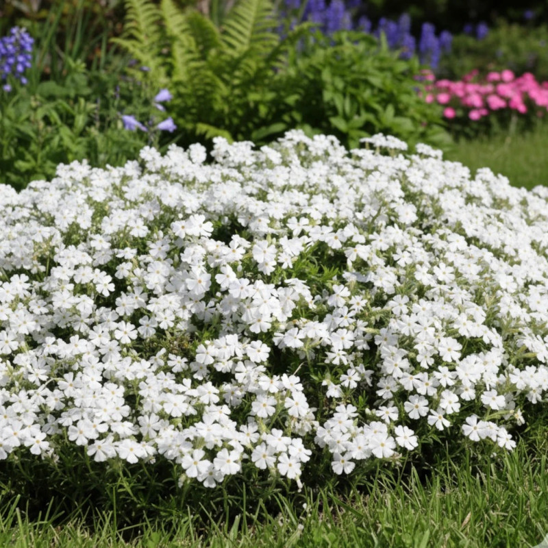 Phlox nain White Delight, Phlox mousse
