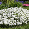 Phlox nain White Delight, Phlox mousse