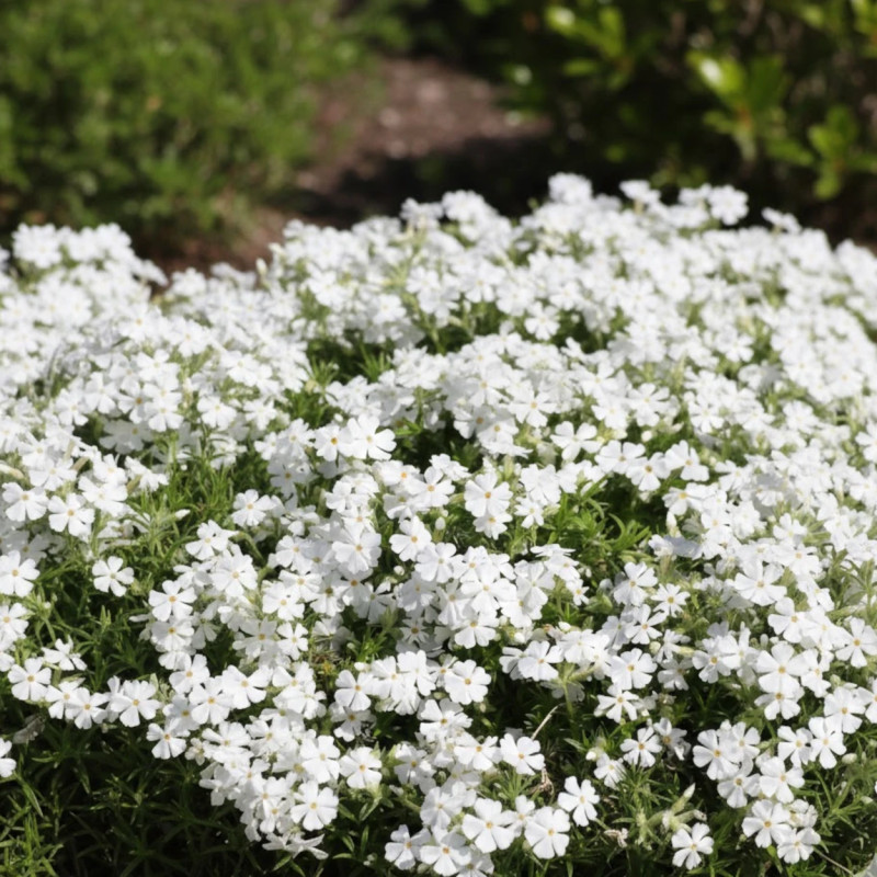 Phlox nain White Delight, Phlox mousse