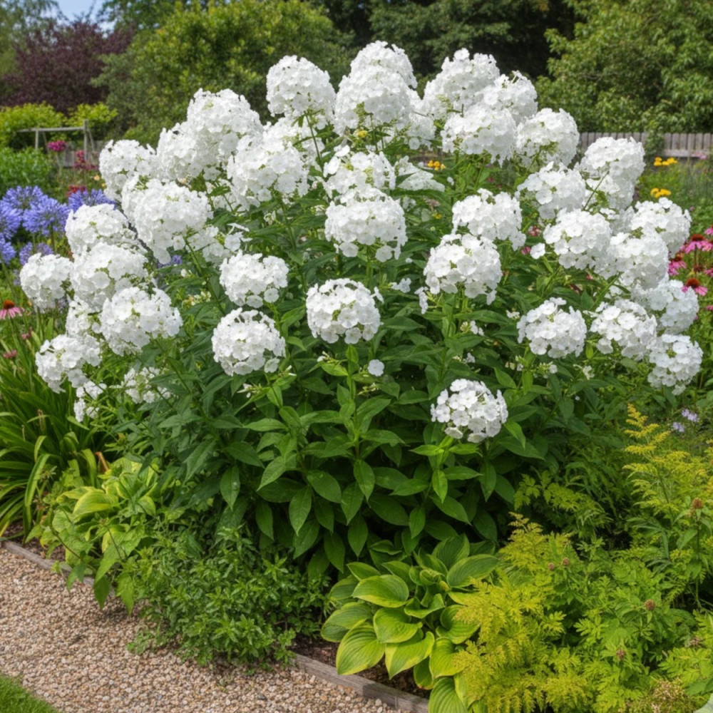Phlox paniculé David