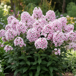 Phlox paniculé Europa