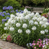 Phlox paniculé Fujiyama