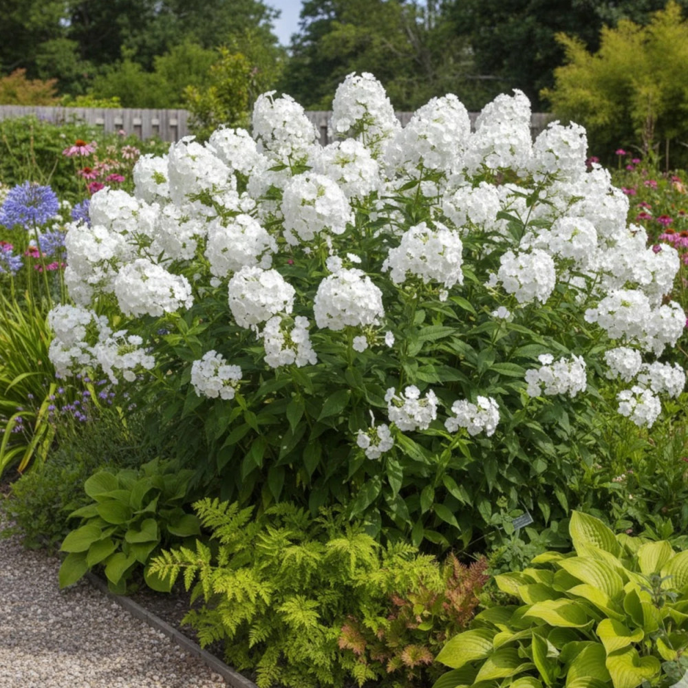 Phlox paniculé White Sparr