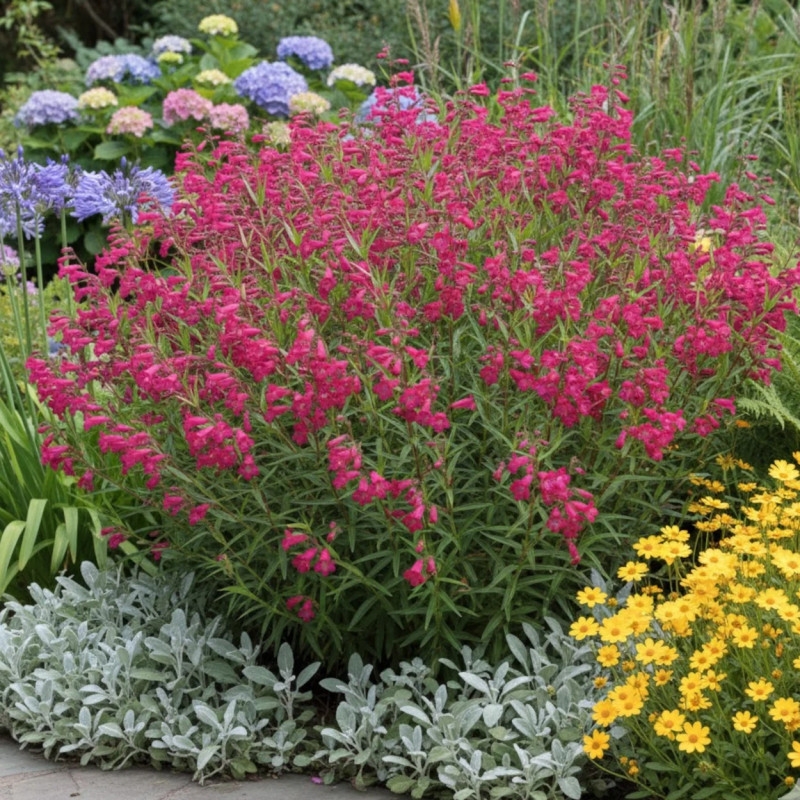 Penstemon Andenken an Friedrich Hahn