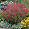 Penstemon Andenken an Friedrich Hahn