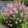 Penstemon Apple Blossom