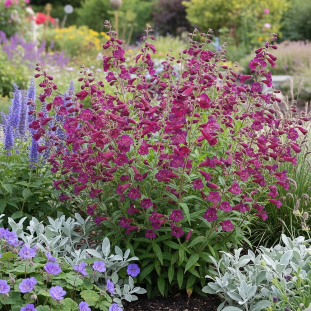 Penstemon Blackbird Penstemon Blackbird