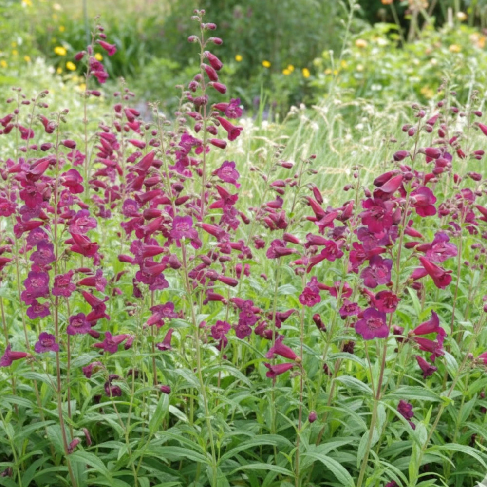 Penstemon Blackbird Penstemon Blackbird