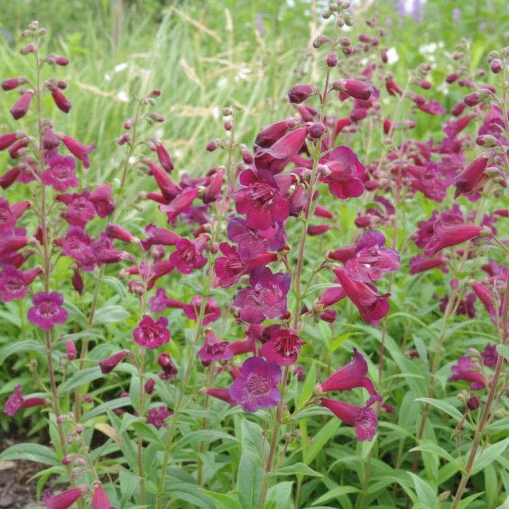 Penstemon Blackbird Penstemon Blackbird