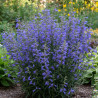Penstemon Blue Spring