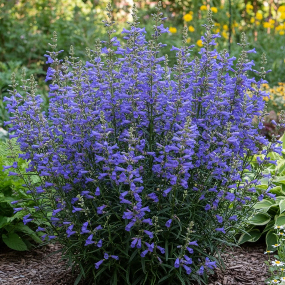 Penstemon Blue Spring