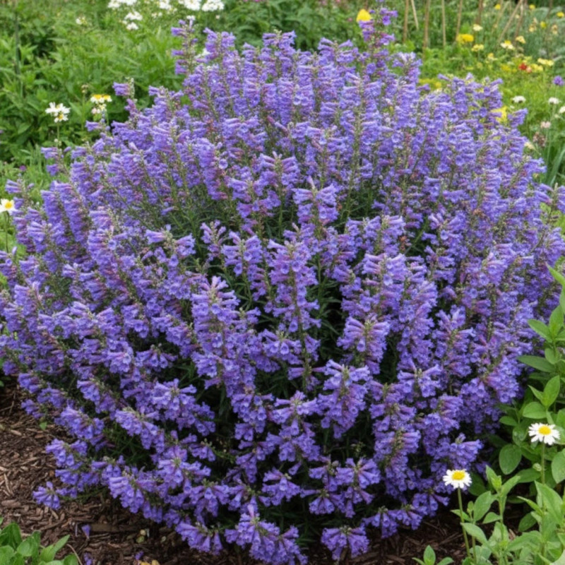 Penstemon Blue Spring
