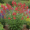 Penstemon Chester Scarlet