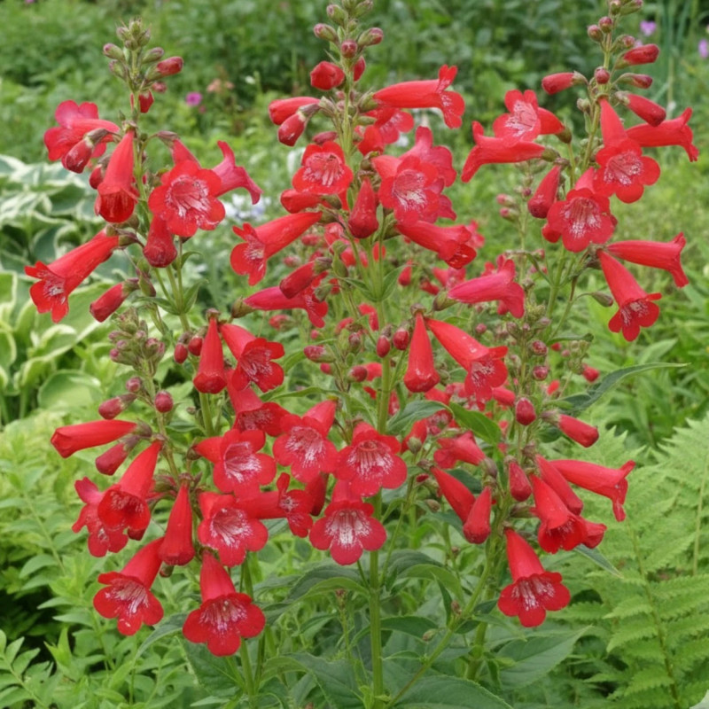 Penstemon Chester Scarlet
