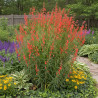 Penstemon Coccineus