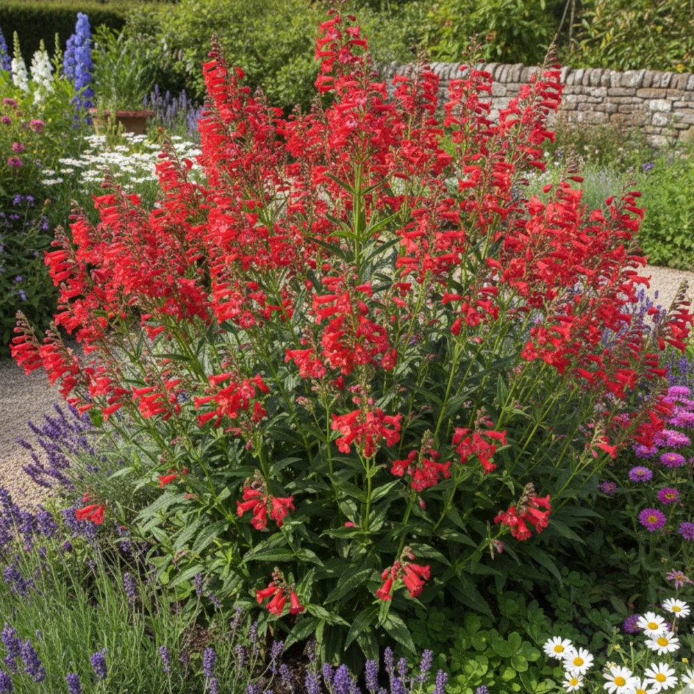Penstemon Coccineus