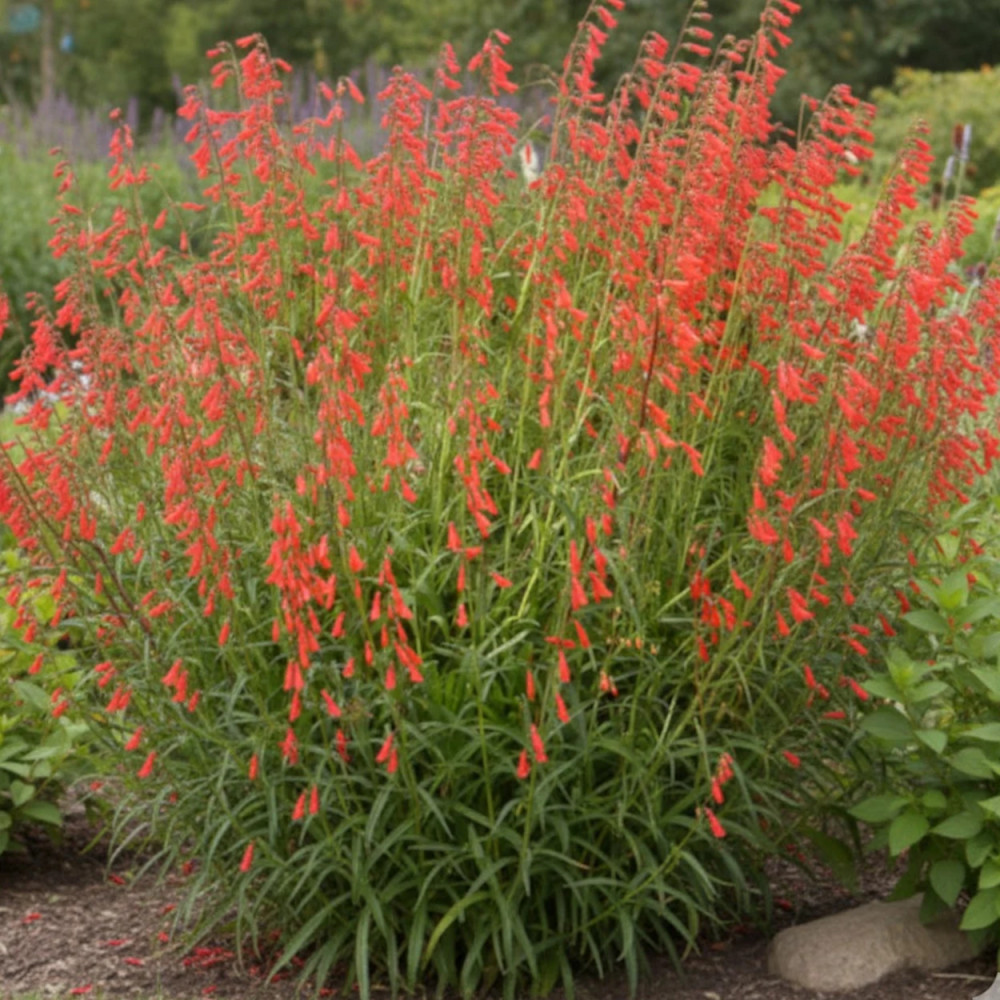 Penstemon Coccineus
