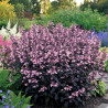 Penstemon Dakota Burgundy®