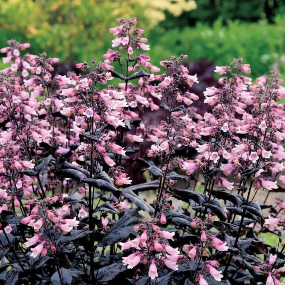 Penstemon Dakota Burgundy®