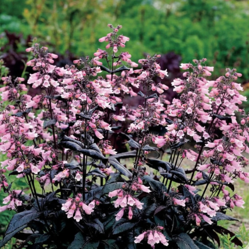 Penstemon Dakota Burgundy®