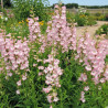 Penstemon Fujiyama