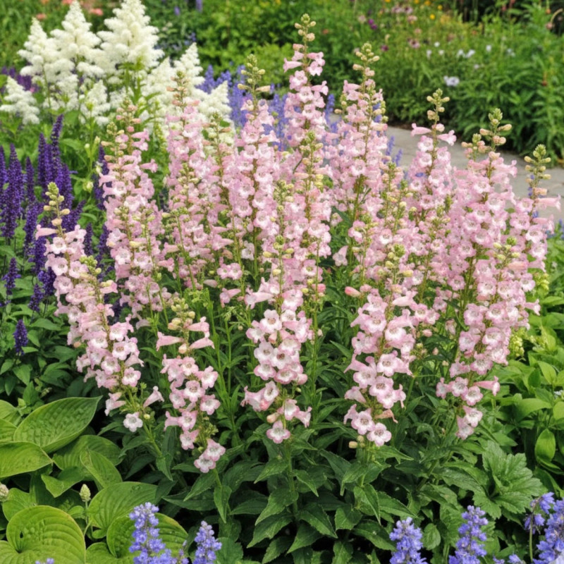 Penstemon Fujiyama