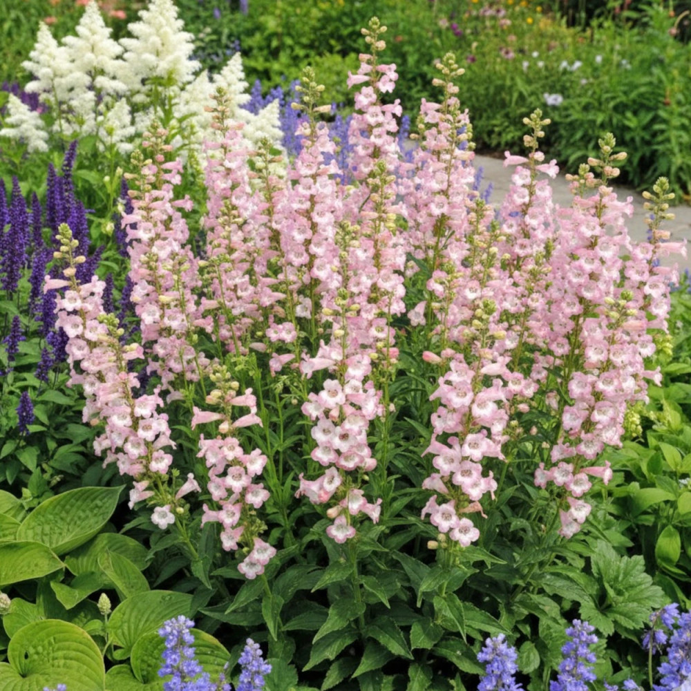 Penstemon Fujiyama Penstemon Fujiyama