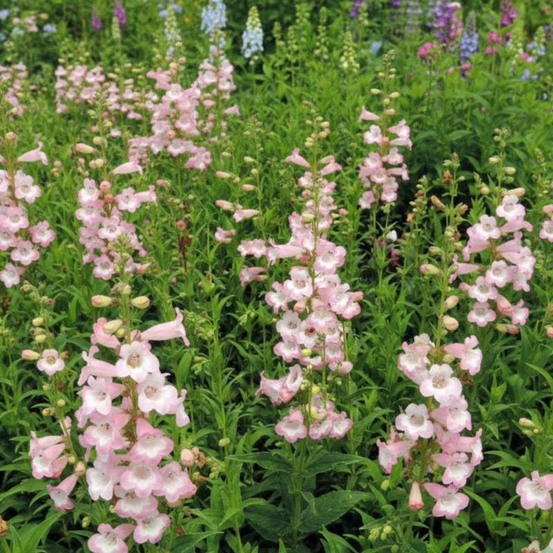 Penstemon Fujiyama
