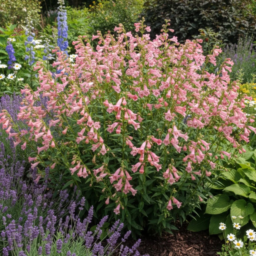 Penstemon Hewell Pink Bedder Penstemon Hewell Pink Bedder