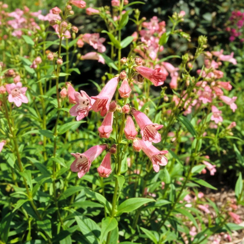 Penstemon Hewell Pink Bedder