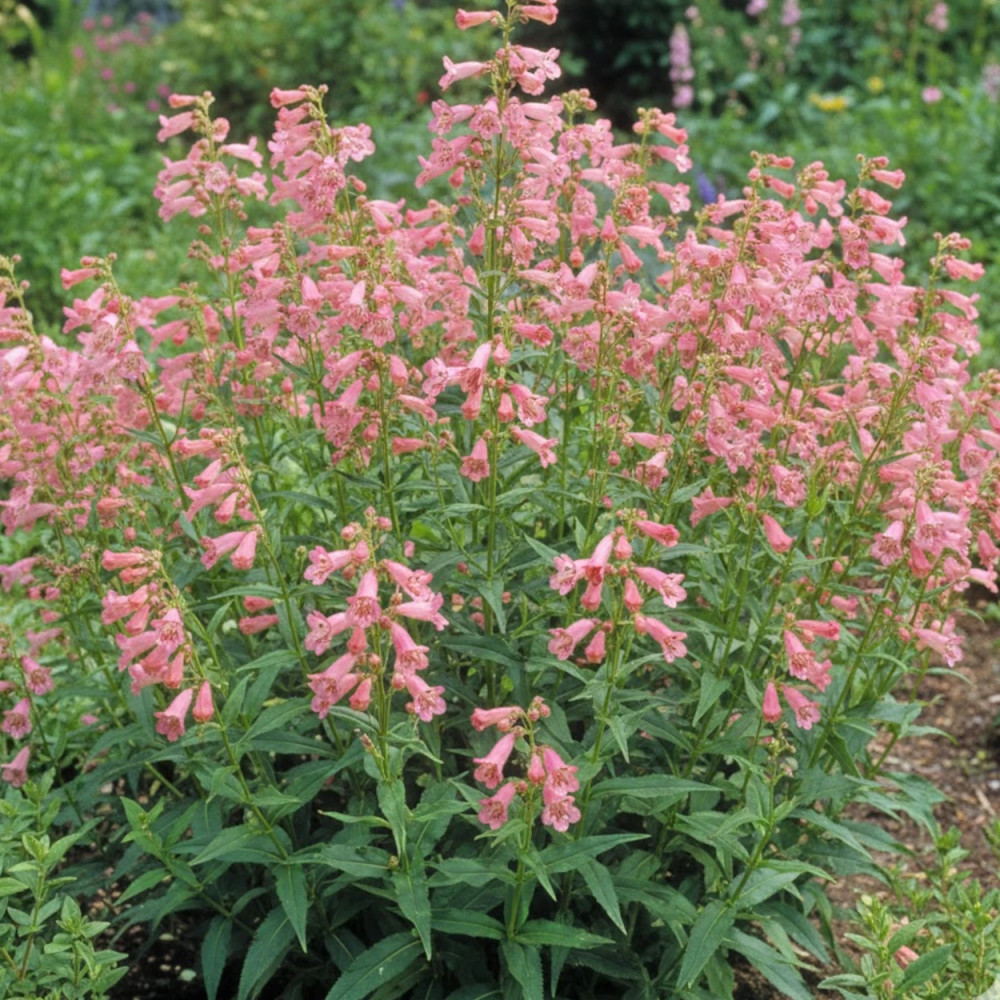 Penstemon Hewell Pink Bedder Penstemon Hewell Pink Bedder