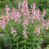 Penstemon Kilimanjaro