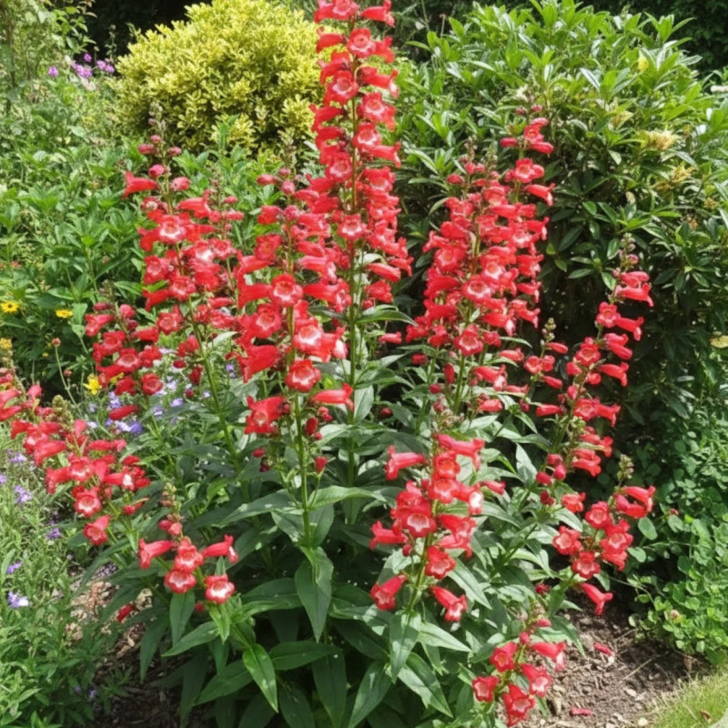 Penstemon Le Phare