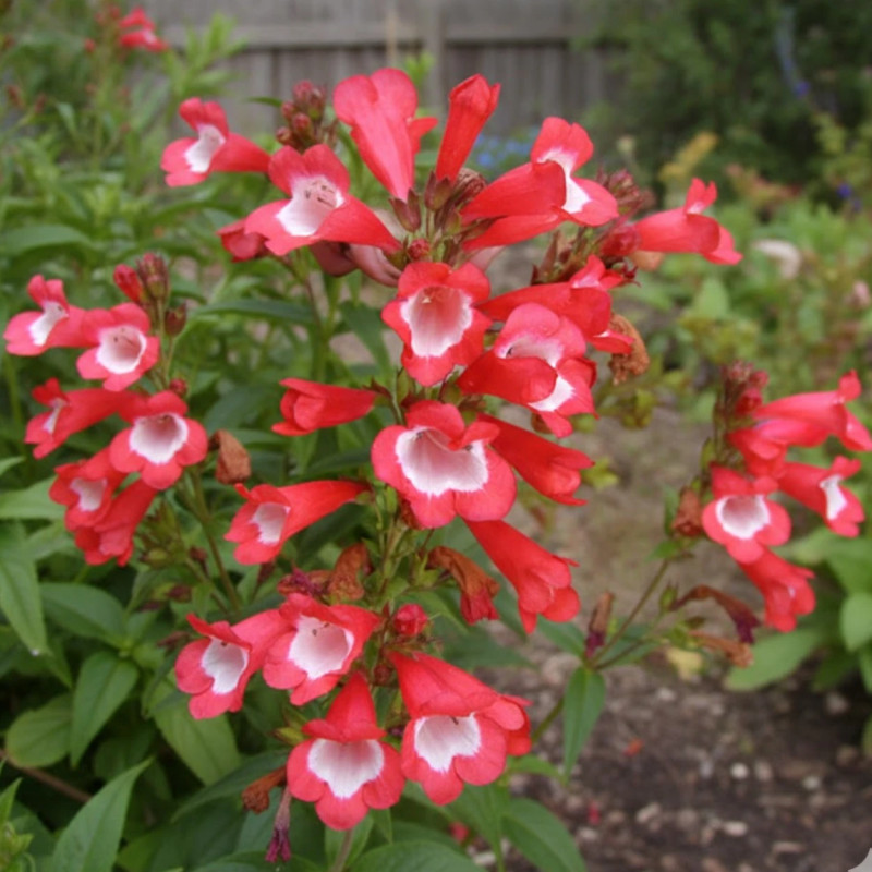 Penstemon Le Phare