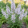 Penstemon Mother of Pearl
