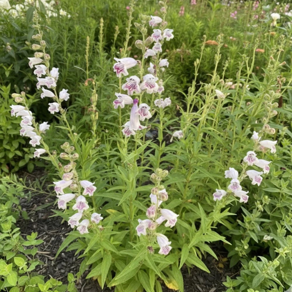 Penstemon Mother of Pearl Penstemon Mother of Pearl