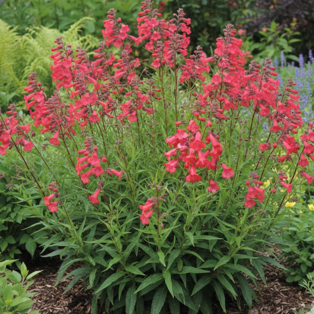 Penstemon Pennington Gem Penstemon Pennington Gem