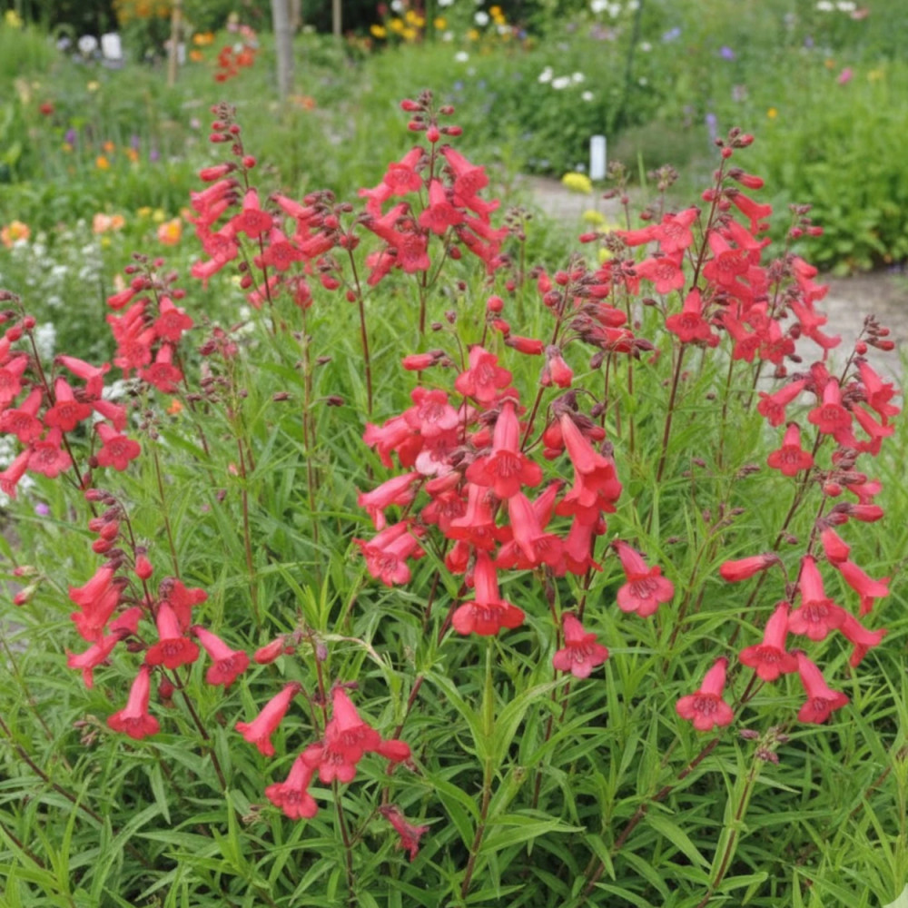 Penstemon Pennington Gem Penstemon Pennington Gem