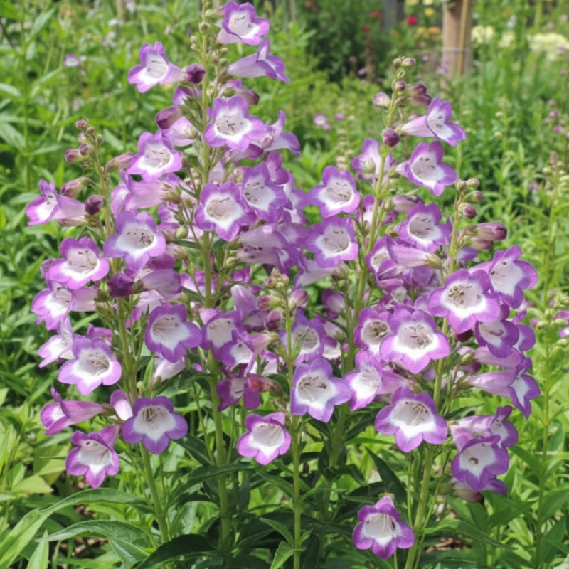Penstemon Pensham Czar